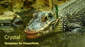  Presentation with breeding - Audience pleasing presentation design consisting of crocodiles-bask-in-the-sun backdrop and a tawny brown colored foreground