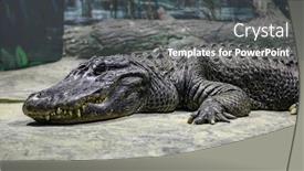  Presentation with breeding - Presentation featuring crocodiles-bask-in-the-sun background and a dark gray colored foreground
