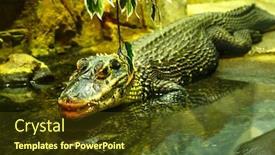  Presentation with breeding - Beautiful presentation featuring crocodiles-bask-in-the-sun backdrop and a tawny brown colored foreground