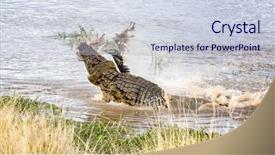  Presentation with nile river - Presentation design having crocodylus niloticus rolls a carcass background and a sky blue colored foreground