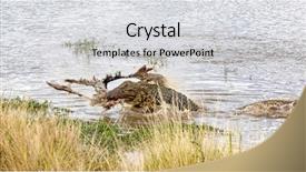  Presentation with nile river - Presentation featuring crocodylus niloticus rolls a carcass background and a light gray colored foreground