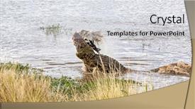 Presentation with nile river - Cool new presentation design with crocodylus niloticus rolls a carcass backdrop and a sky blue colored foreground