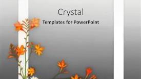  Presentation with flower border - Presentation theme consisting of crocosmia-lily-and-ox-eye and a white colored foreground