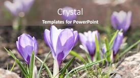  Presentation with spring - Slides consisting of crocus-blomming-spring-flowers background and a gray colored foreground