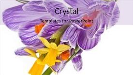  Presentation with narcissus - Slide deck having crocus bouquet with narcissus flowers isolated on a white background background and a light blue colored foreground