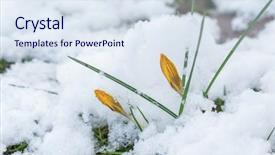  Presentation with snow - Colorful slides enhanced with crocus buds in the snow backdrop and a  colored foreground