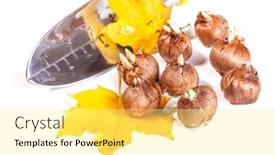  Presentation with fall - Theme enhanced with crocus-bulbs-ready-to-plant background and a blonde colored foreground