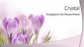  Presentation with free - Beautiful PPT layouts featuring crocus flowers background with free backdrop and a white colored foreground