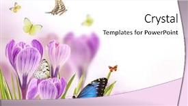  Presentation with free - PPT theme having crocus flowers background with free background and a  colored foreground