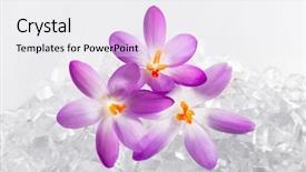  Presentation with snow - PPT theme enhanced with crocus flowers in the snow background and a white colored foreground