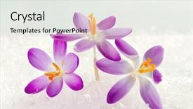  Presentation with blooming flower animated crocus - Beautiful theme featuring crocus flowers in the snow backdrop and a white colored foreground