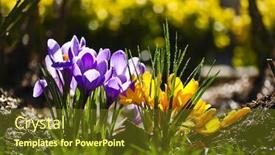  Presentation with soil - Amazing slides having crocus-flowers-in-the-soil backdrop and a tawny brown colored foreground