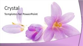  Presentation with white flowers - Slides consisting of crocus flowers isolated on white background and a white colored foreground