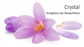  Presentation with white flowers - Theme consisting of crocus flowers isolated on white background and a white colored foreground