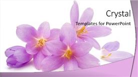  Presentation with white flowers - Audience pleasing slides consisting of crocus flowers isolated on white backdrop and a white colored foreground