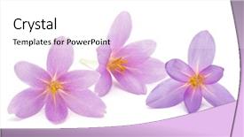  Presentation with white easter lily flowers - Amazing PPT theme having crocus flowers isolated on white backdrop and a white colored foreground