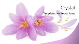  Presentation with white flowers - Presentation having crocus flowers isolated on white background and a white colored foreground