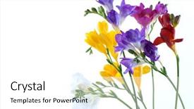  Presentation with blooming flower animated crocus - Cool new presentation theme with crocus flowers isolated on white backdrop and a white colored foreground