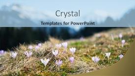  Presentation with spring - Slide set having crocus-flowers-on-spring-high background and a light blue colored foreground