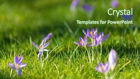  Presentation with lawn and garden - Audience pleasing slide deck consisting of crocus flowers on the lawn backdrop and a tawny brown colored foreground