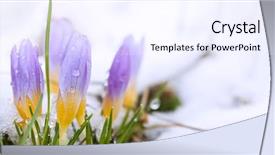  Presentation with snow covered trees and falling - PPT layouts enhanced with crocus in the snow-covered background and a sky blue colored foreground