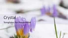  Presentation with snowdrop - Colorful slide set enhanced with crocus in the snow-covered backdrop and a light blue colored foreground