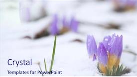 Presentation with snowdrop - Slide deck having crocus in the snow-covered background and a sky blue colored foreground