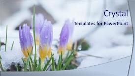  Presentation with snow covered trees and falling - Audience pleasing slides consisting of crocus in the snow-covered backdrop and a sky blue colored foreground