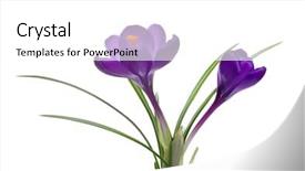  Presentation with fresh ginger root on white - Theme featuring crocus on white background - fresh background and a  colored foreground