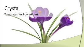  Presentation with fresh ginger root on white - Cool new presentation theme with crocus on white background - fresh backdrop and a  colored foreground