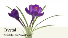  Presentation with white flowers - Slide set with crocus on white background - fresh background and a  colored foreground