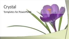  Presentation with fresh ginger root on white - Slide set featuring crocus on white background - fresh background and a white colored foreground