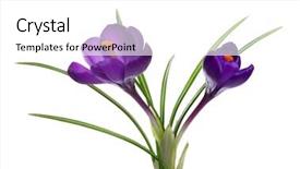  Presentation with white flowers - Cool new slide deck with crocus on white background - fresh backdrop and a white colored foreground