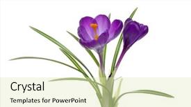  Presentation with fresh ginger root on white - Audience pleasing slide deck consisting of crocus on white background - fresh backdrop and a soft green colored foreground