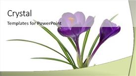  Presentation with fresh ginger root on white - PPT theme having crocus on white background - fresh background and a white colored foreground