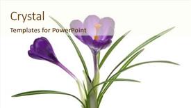  Presentation with fresh ginger root on white - Amazing presentation design having crocus on white background - fresh backdrop and a cream colored foreground