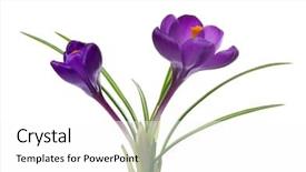  Presentation with white flowers - Audience pleasing slide set consisting of crocus on white background - fresh backdrop and a white colored foreground