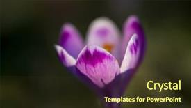  Presentation with purple crocus - PPT theme with crocus purple flower first sign background and a tawny brown colored foreground