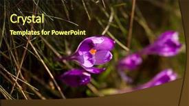  Presentation with purple crocus - Audience pleasing presentation theme consisting of crocus purple flower first sign backdrop and a wine colored foreground