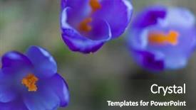  Presentation with purple crocus - Presentation featuring crocus purple flower first sign background and a dark gray colored foreground
