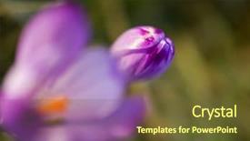  Presentation with purple crocus - Cool new presentation design with crocus purple flower first sign backdrop and a tawny brown colored foreground