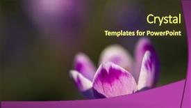  Presentation with purple crocus - Presentation theme enhanced with crocus purple flower first sign background and a tawny brown colored foreground