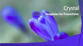  Presentation with purple crocus - Amazing presentation having crocus purple flower first sign backdrop and a gray colored foreground