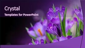  Presentation with spring - Cool new slide set with crocus spring flowers design backdrop and a wine colored foreground