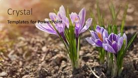  Presentation with springtime - Presentation design featuring crocus-spring-flowers-in-garden background and a coral colored foreground