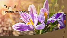  Presentation with springtime - Cool new PPT theme with crocus-spring-flowers-in-garden backdrop and a coral colored foreground