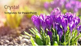  Presentation with garden - Slides enhanced with crocus-spring-flowers-in-garden background and a yellow colored foreground