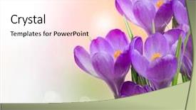  Presentation with blooming flower animated crocus - Presentation theme featuring crocus spring flowers background and a cream colored foreground