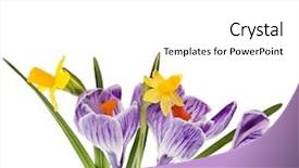  Presentation with narcissus - Slides with crocus with narcissus flowers isolated on a white background background and a white colored foreground
