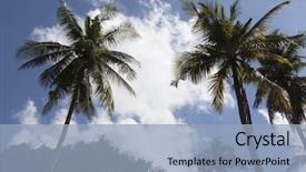  Presentation with sky blue - Presentation with crones-of-coconut-palms-against background and a light blue colored foreground